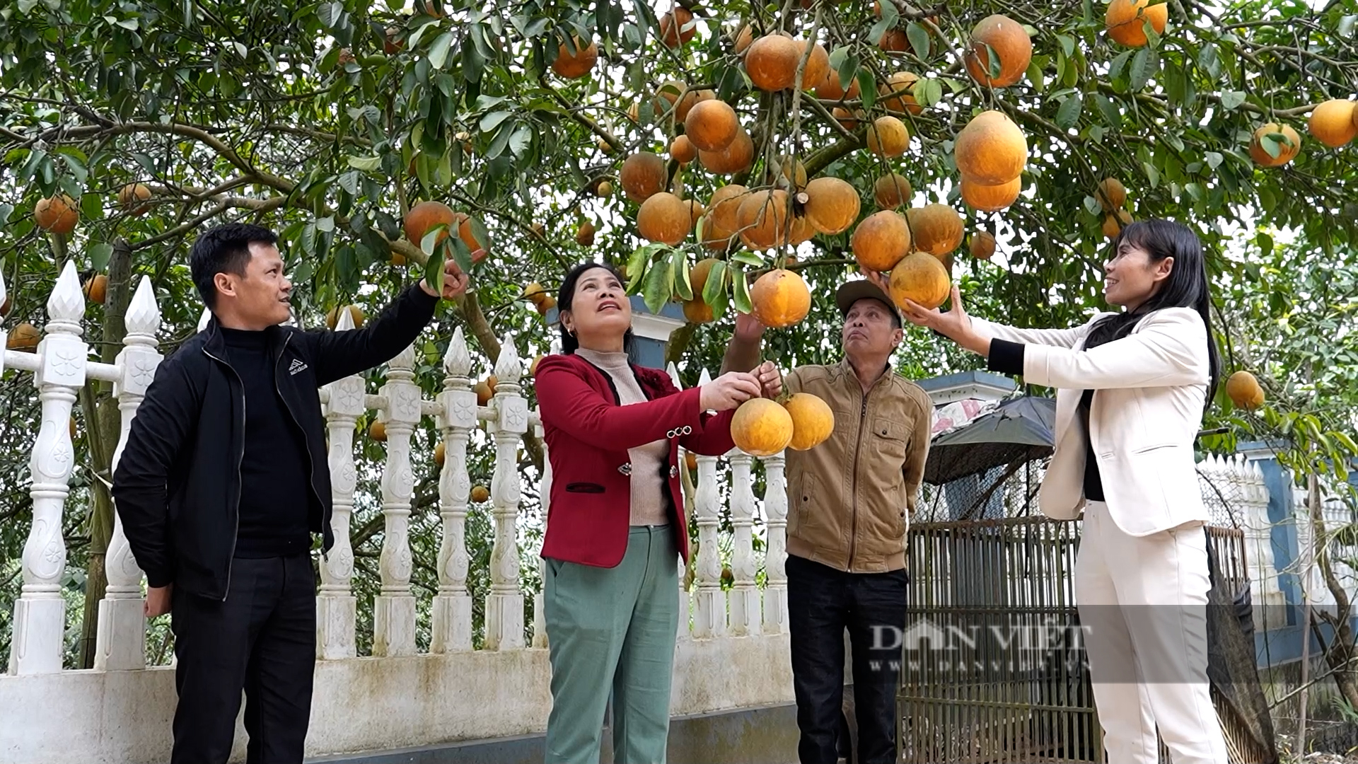 Vùng bưởi Đại Minh tưởng chừng bị mất trắng do bão Yagi, nay nông dân phấn khởi hái quả bán tết - Ảnh 3.