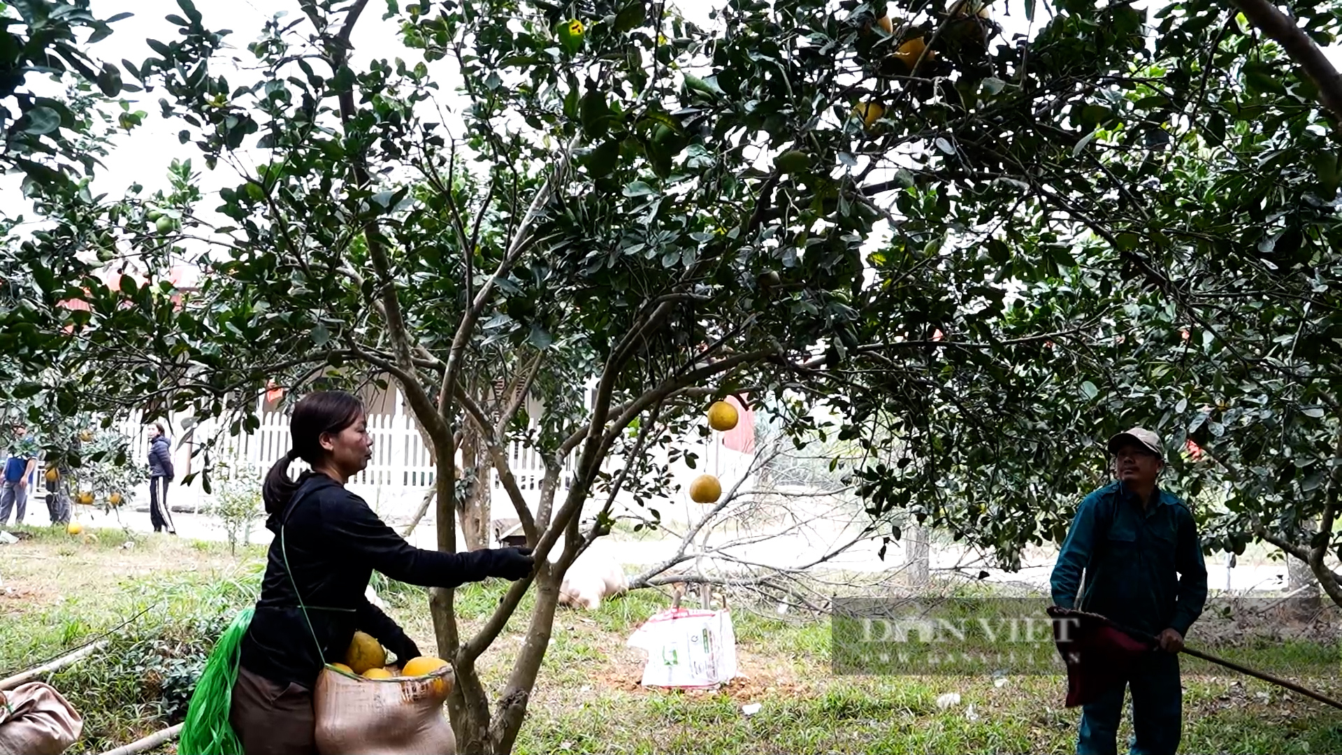Vùng bưởi Đại Minh tưởng chừng bị mất trắng do bão Yagi, nay nông dân phấn khởi hái quả bán tết - Ảnh 2.