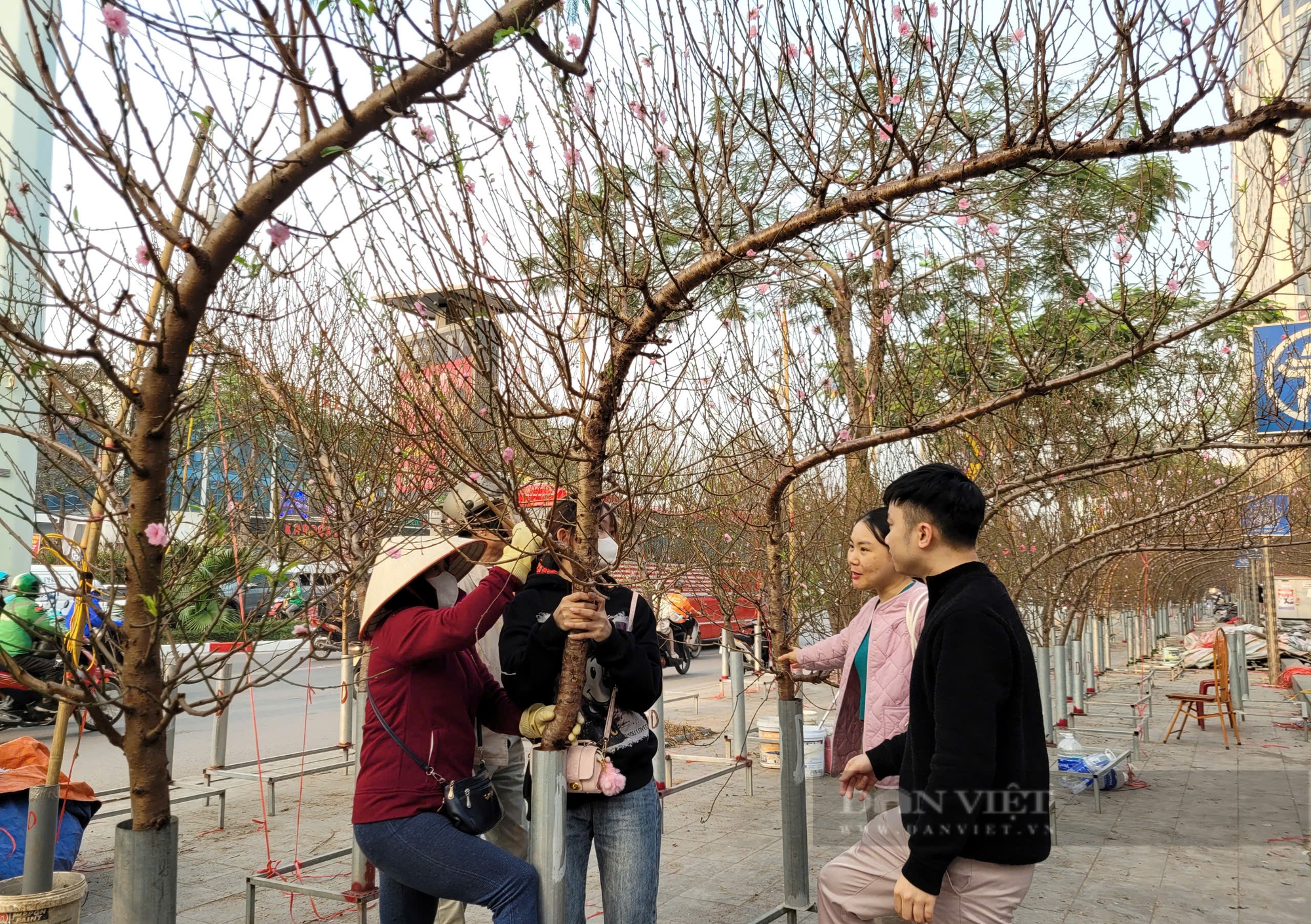 Bí mật phía sau những cành đào huyền "dáng rồng" phủ kín vỉa hè Hà Nội - Ảnh 2.