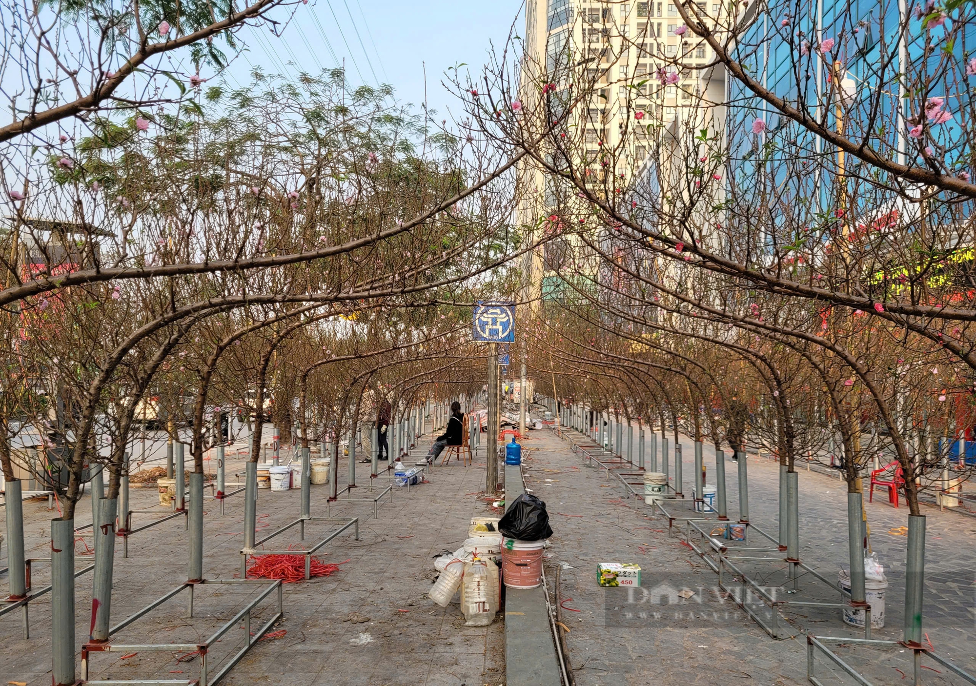 Bí mật phía sau những cành đào huyền "dáng rồng" phủ kín vỉa hè Hà Nội - Ảnh 1.