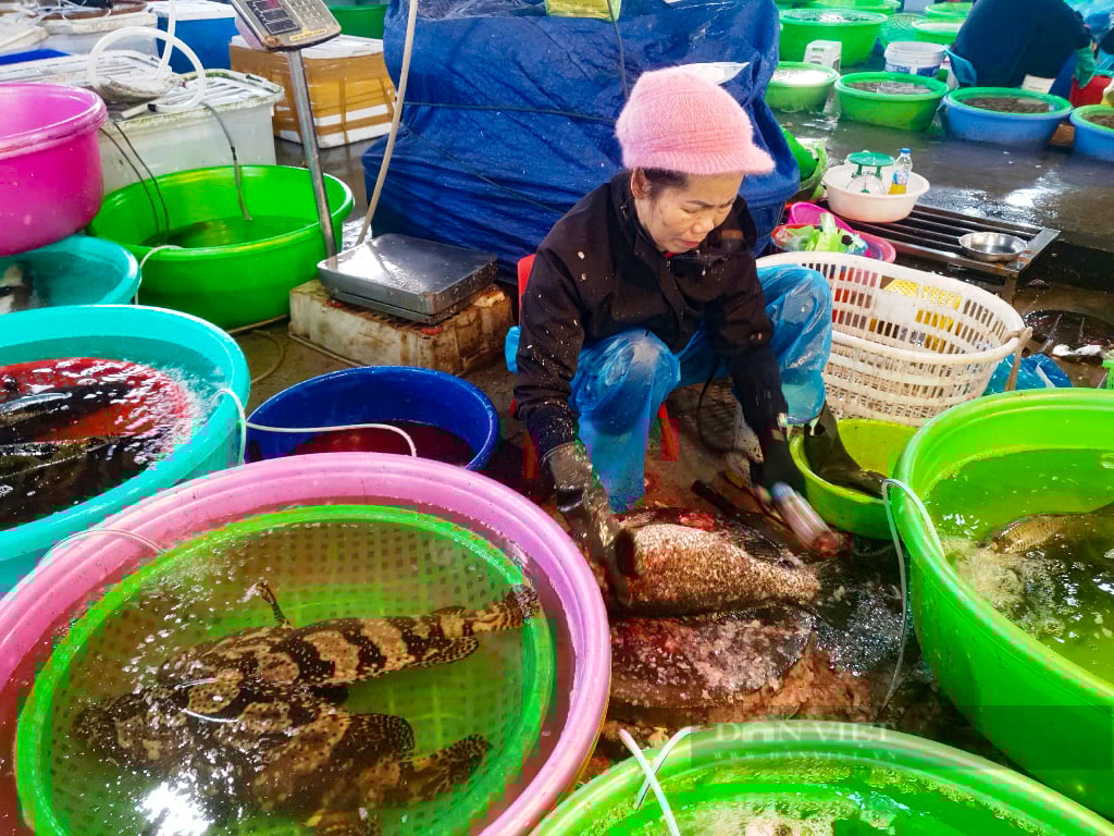 Quảng Ninh: Đi săn đặc sản giá rẻ bất ngờ tại chợ Hạ Long những ngày giáp tết - Ảnh 4.