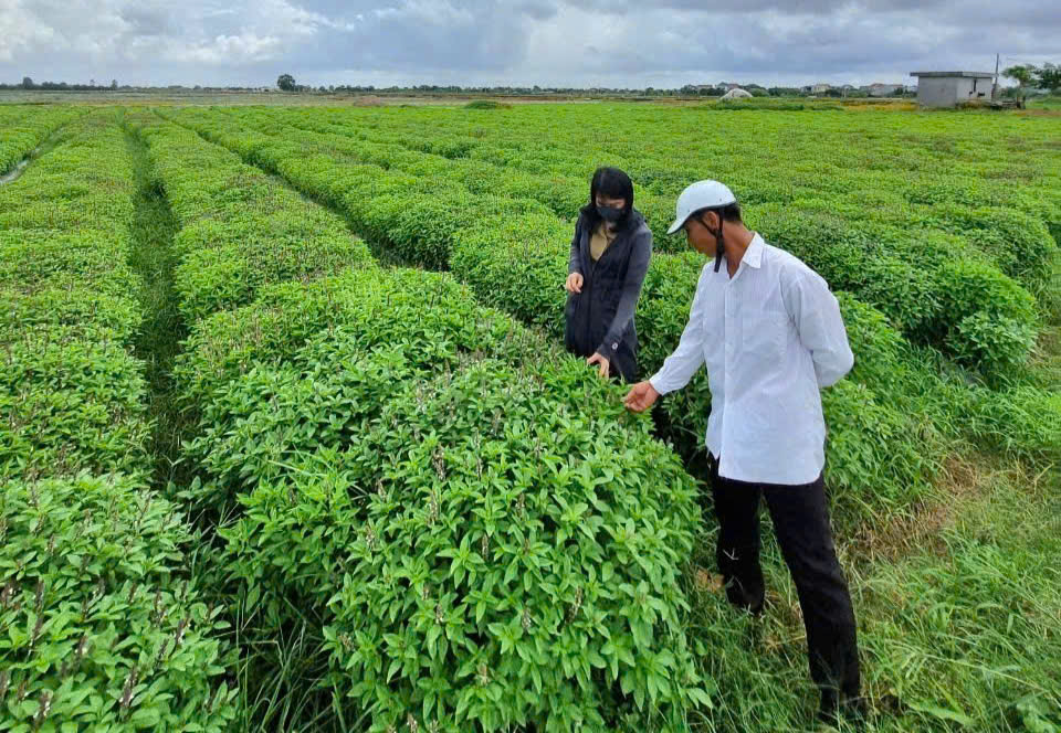 Công nhận huyện Yên Mô của Ninh Bình đạt chuẩn nông thôn mới nâng cao- Ảnh 5.