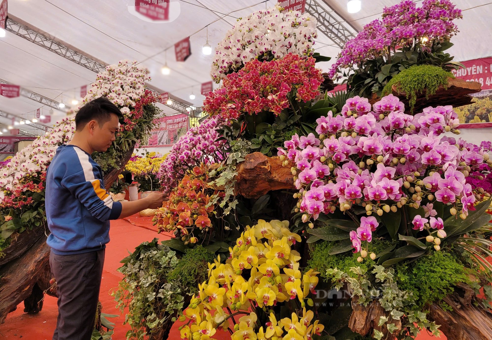Người bán lan hồ điệp như ngồi trên "đống lửa": "Tết đến nơi rồi chẳng thấy khách đâu" - Ảnh 1.