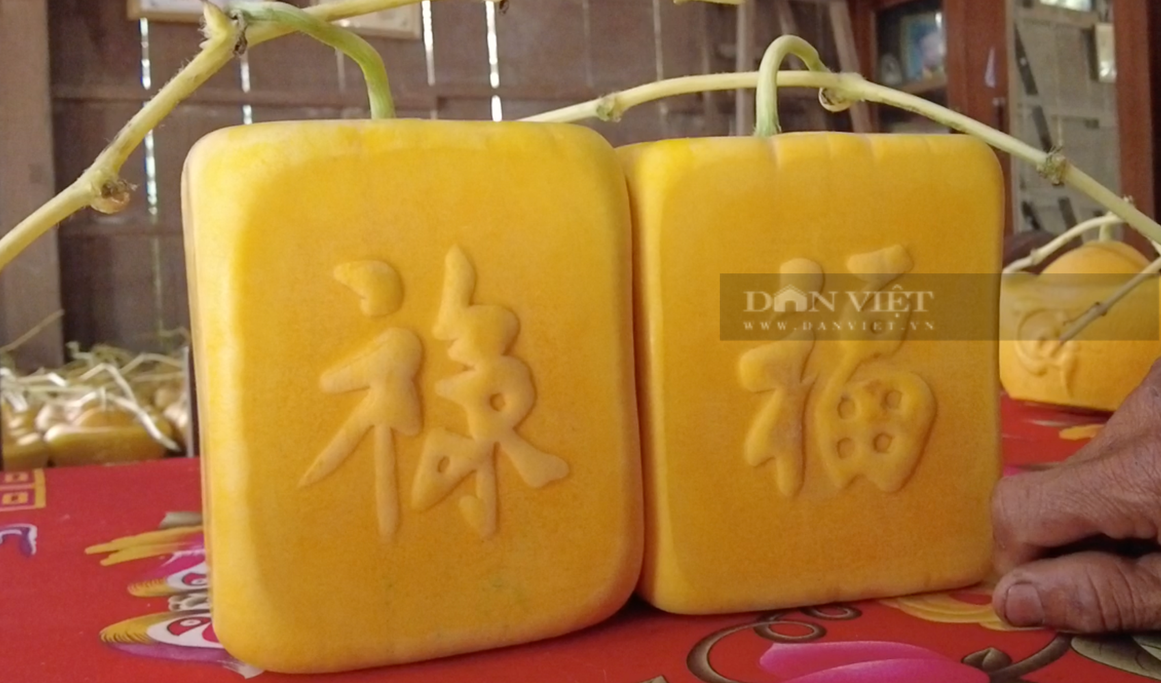 Lão nông ở miền Tây "nắn" trái dưa hấu thành nhiều hình dạng khác nhau, nhìn rất đẹp mắt - Ảnh 3.
