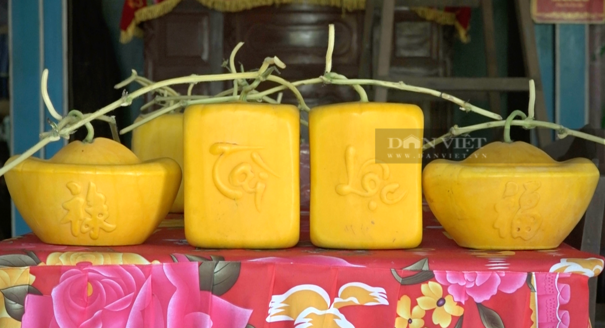 Lão nông ở miền Tây "nắn" trái dưa hấu thành nhiều hình dạng khác nhau, nhìn rất đẹp mắt - Ảnh 4.