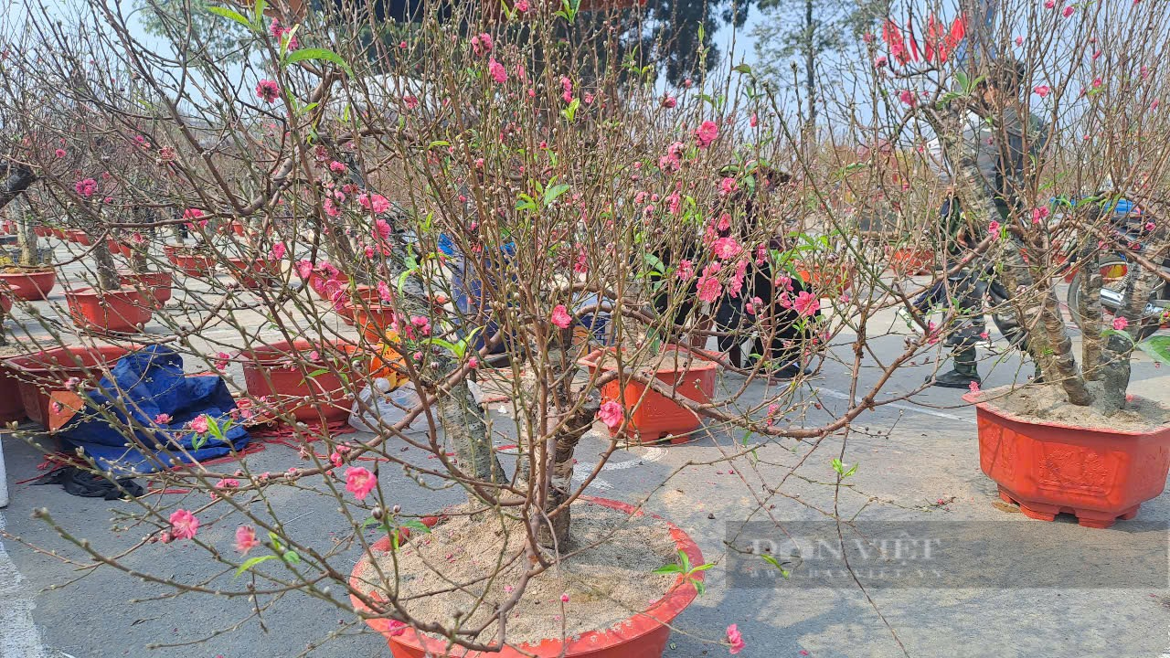 Thái Nguyên: Đìu hiu chợ hoa, cây cảnh ngày Tết, thương lái đợi dài vẫn vắng bóng người mua- Ảnh 2.