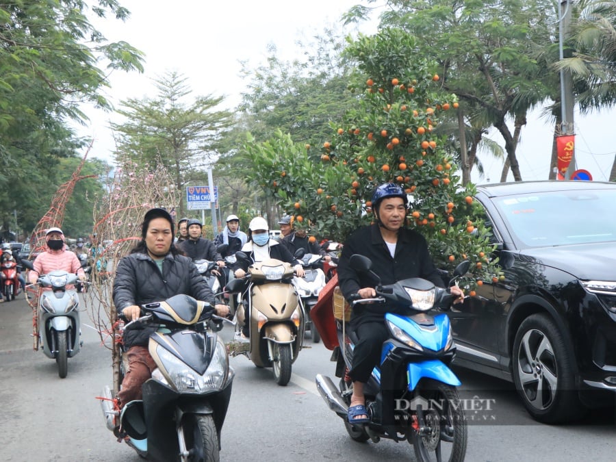 Chưa đến 29 Tết, nhiều tiểu thương đồng loạt "xả hàng" đào, quất đồng giá - Ảnh 12.