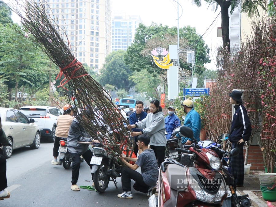 Chưa đến 29 Tết, nhiều tiểu thương đồng loạt "xả hàng" đào, quất đồng giá - Ảnh 2.