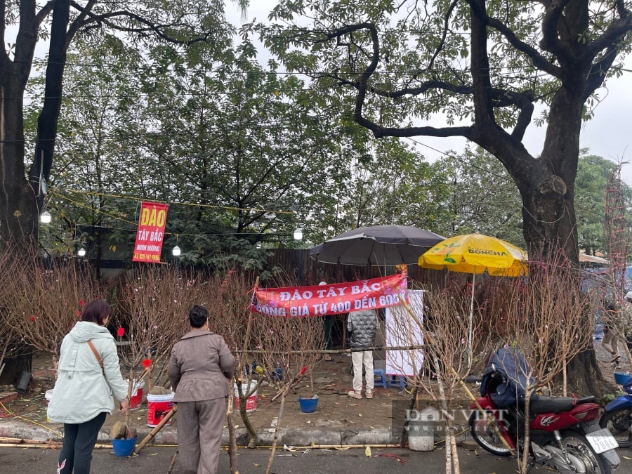 Chưa đến 29 Tết, nhiều tiểu thương đồng loạt "xả hàng" đào, quất đồng giá - Ảnh 11.