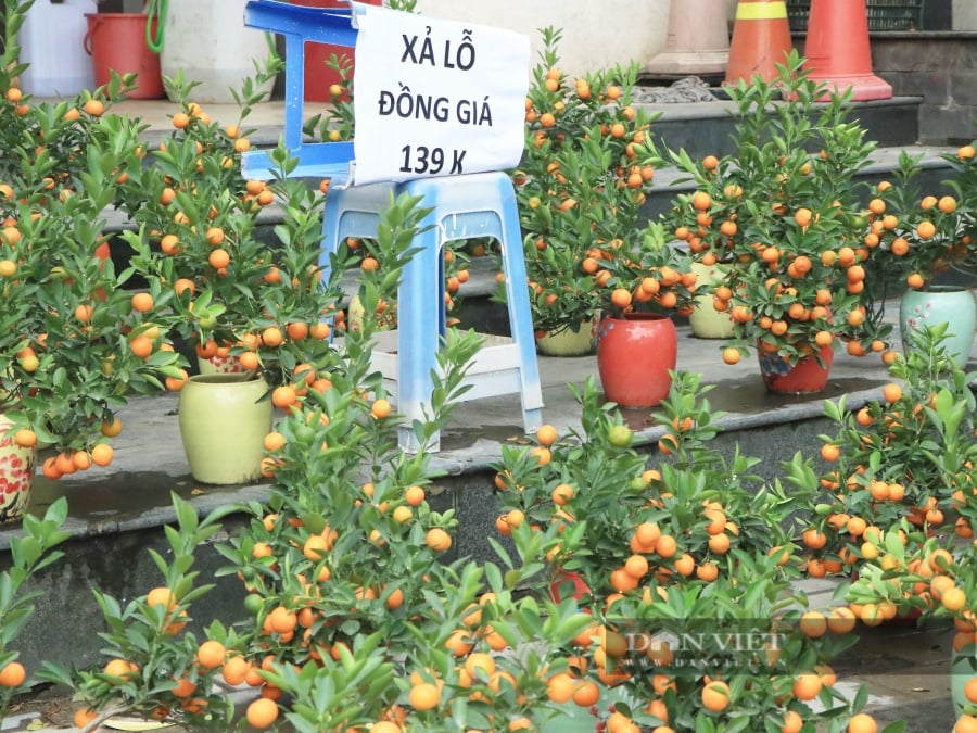 Chưa đến 29 Tết, nhiều tiểu thương đồng loạt "xả hàng" đào, quất đồng giá - Ảnh 9.
