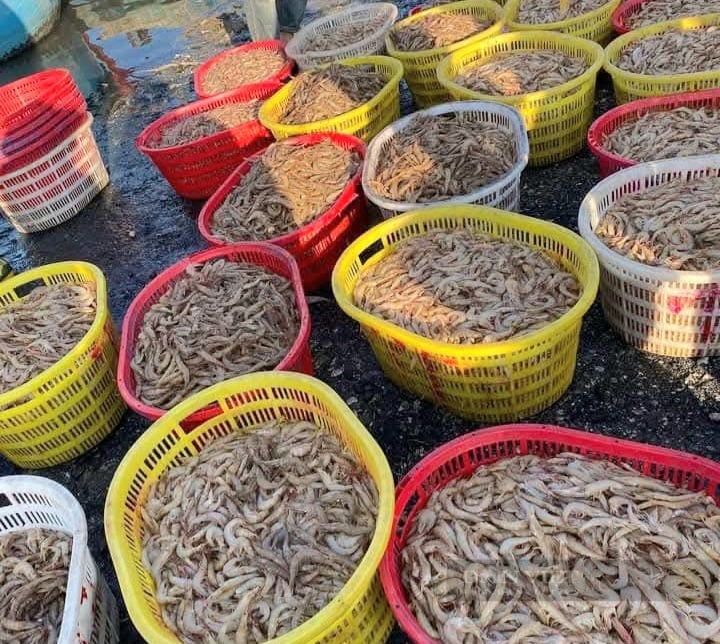 Ngư dân một làng biển anh hùng ở Quảng Bình vươn khơi ngày giáp Tết trúng đậm tôm biển- Ảnh 2.