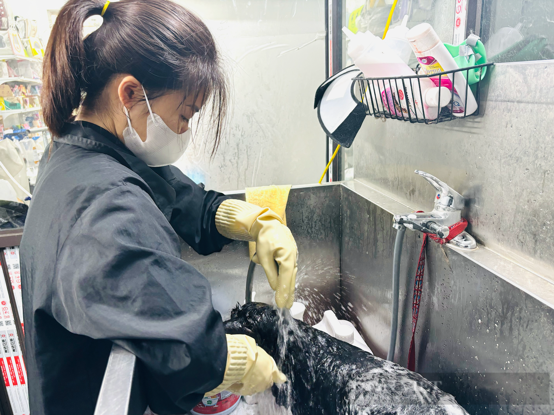 “Vỡ trận” tiệm spa cho thú cưng dịp Tết - Ảnh 1.