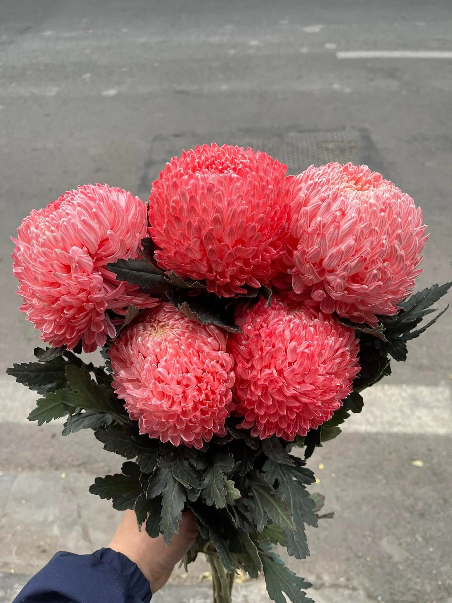 9 cây cảnh "hoa giao thừa" đẹp lung linh không thể thiếu dịp Tết Ất Tỵ, mang cát tường, thịnh vượng vào nhà - Ảnh 4.