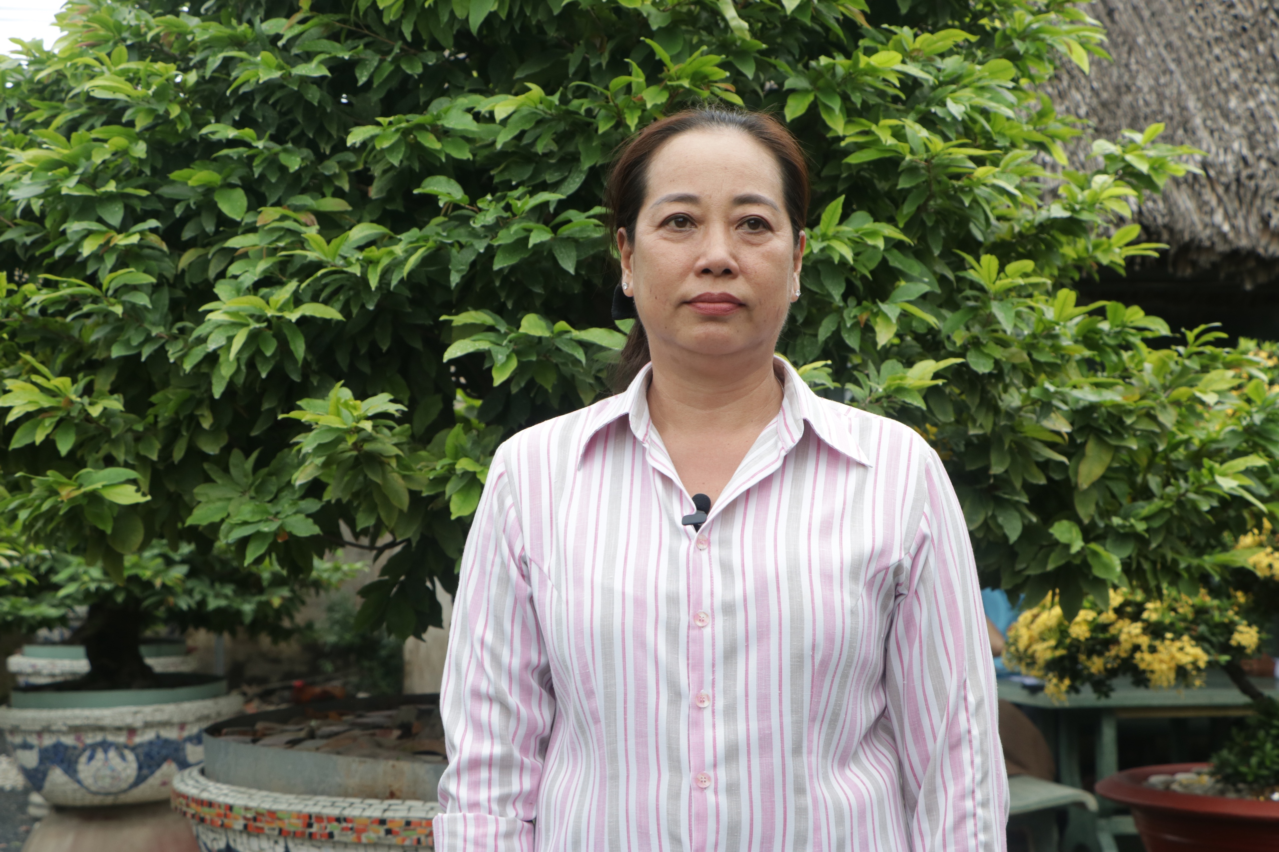Tại TP.HCM có nữ nông dân sở hữu vườn mai "khủng", chỉ thuê về chơi Tết phải trả 150 triệu đồng - Ảnh 2.