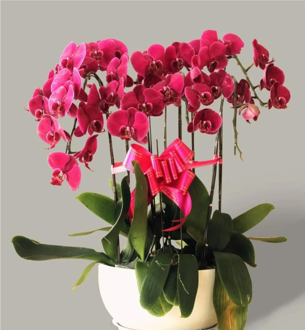 9 cây cảnh "hoa giao thừa" đẹp lung linh không thể thiếu dịp Tết Ất Tỵ, mang cát tường, thịnh vượng vào nhà - Ảnh 3.