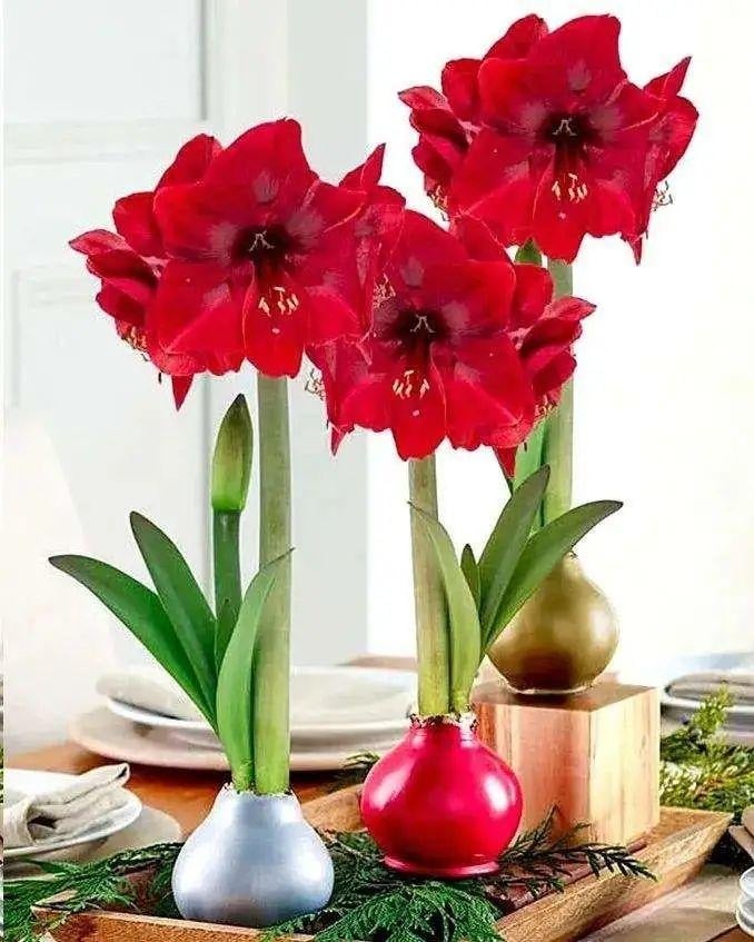 9 cây cảnh "hoa giao thừa" đẹp lung linh không thể thiếu dịp Tết Ất Tỵ, mang cát tường, thịnh vượng vào nhà - Ảnh 1.