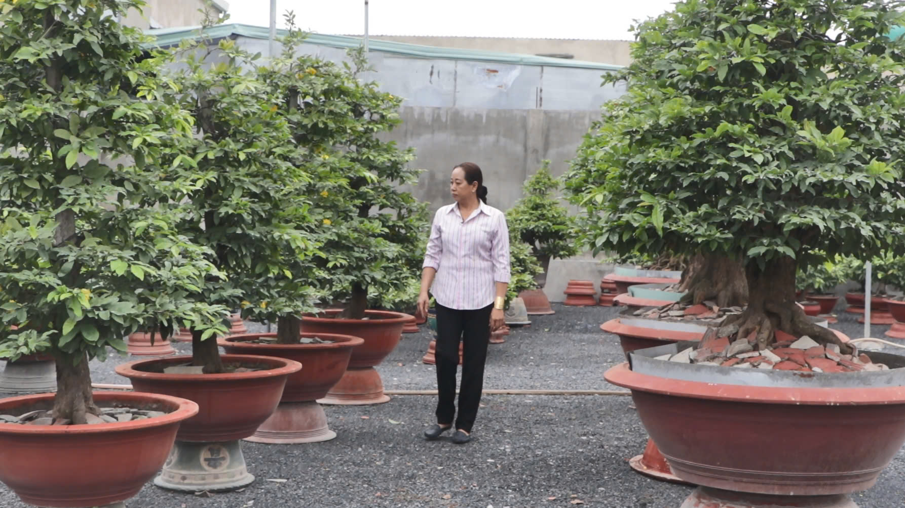 Tại TP.HCM có nữ nông dân sở hữu vườn mai "khủng", chỉ thuê về chơi Tết phải trả 150 triệu đồng - Ảnh 3.