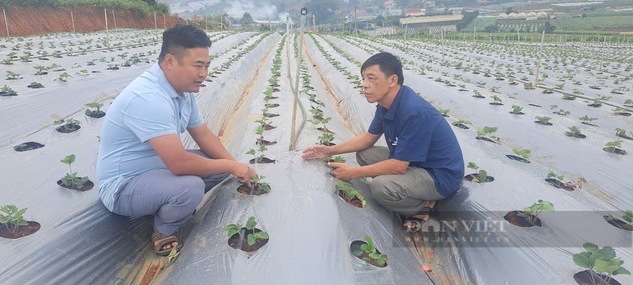 Ở Sơn La có một nơi trồng ra loại dâu tây quả "khổng lồ" thế này đây, trông thấy ai cũng muốn cắn- Ảnh 4.