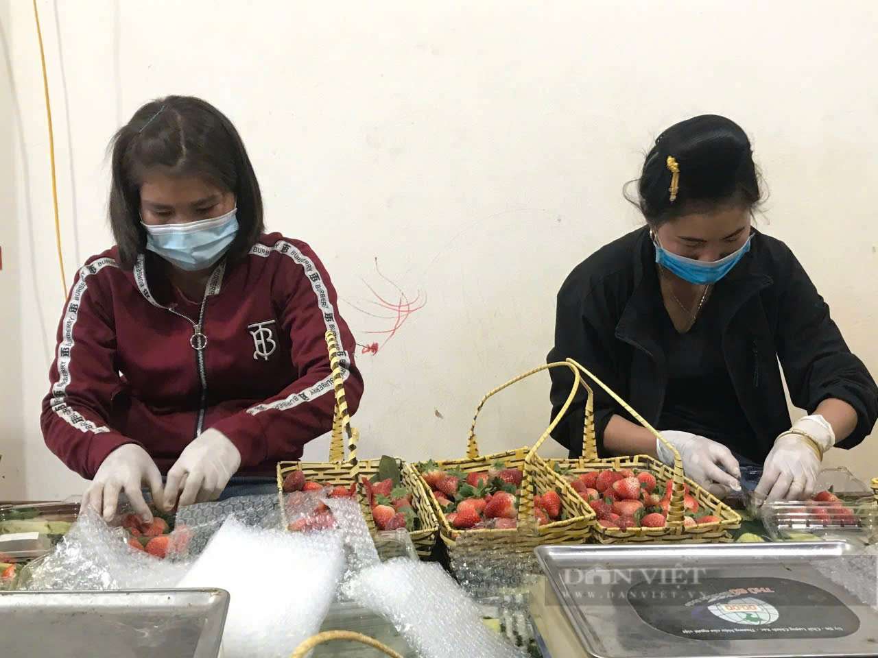 Ở Sơn La có một nơi trồng ra loại dâu tây quả "khổng lồ" thế này đây, trông thấy ai cũng muốn cắn- Ảnh 3.