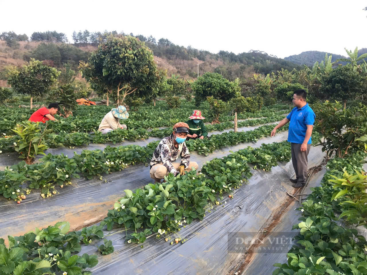 Ở Sơn La có một nơi trồng ra loại dâu tây quả "khổng lồ" thế này đây, trông thấy ai cũng muốn cắn- Ảnh 2.