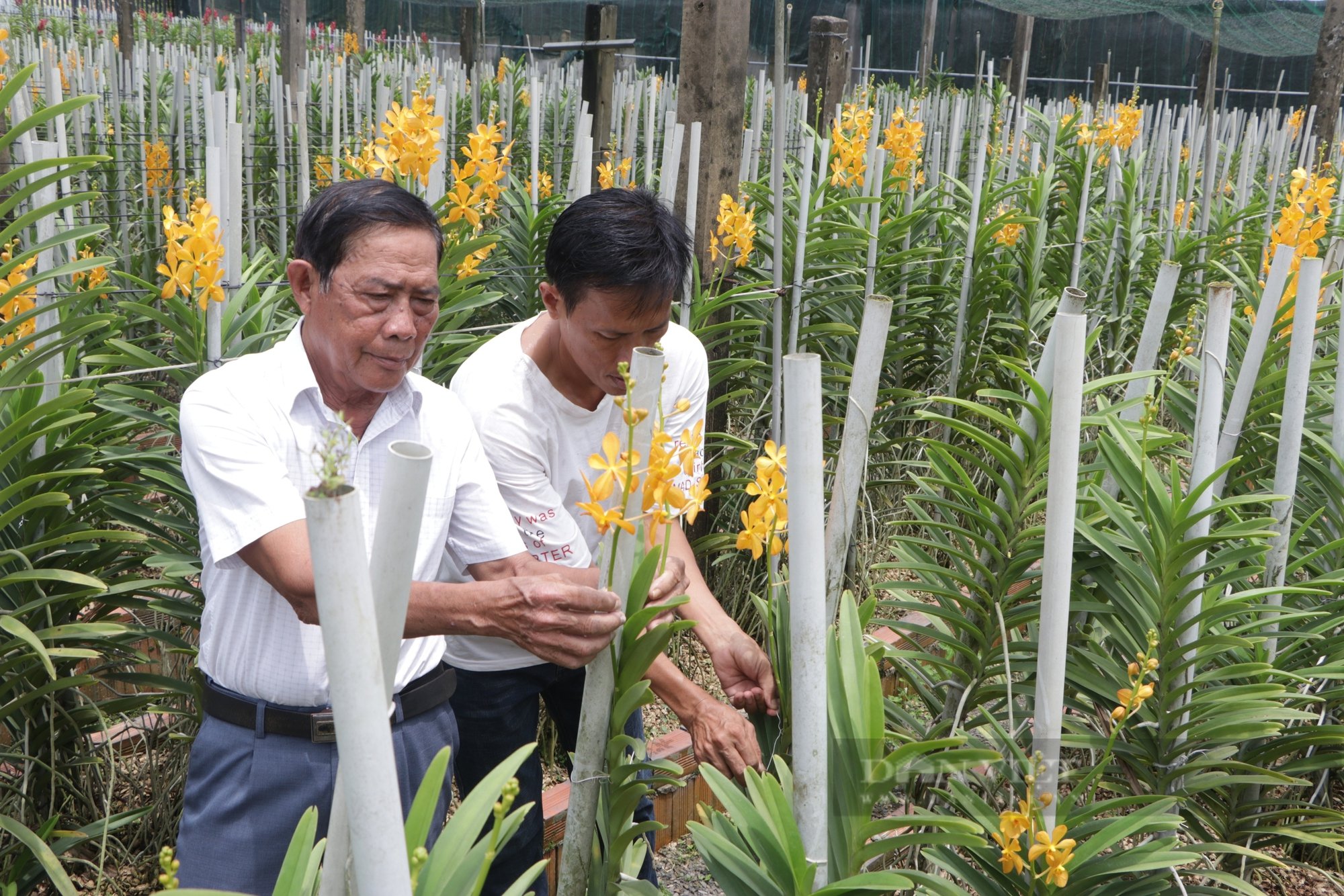 Gia đình ở TP.HCM hai đời trồng giống hoa lan tên "Mokara" - Ảnh 2.