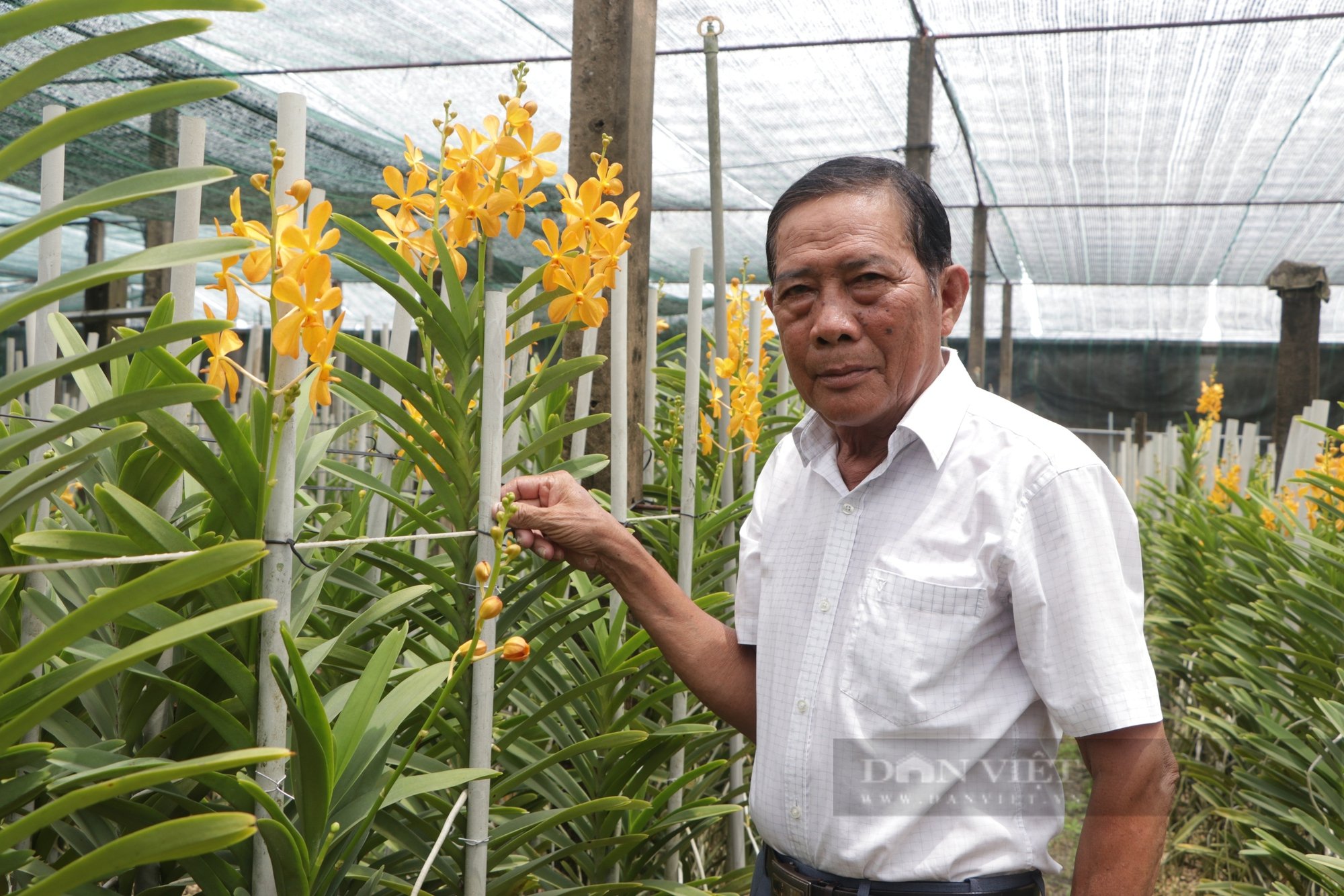 Gia đình ở TP.HCM hai đời trồng giống hoa lan tên "Mokara" - Ảnh 1.