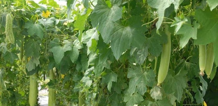 Nồi canh mướp nấu tép rong của ngoại đong đầy vị ngọt ngày Tết - Ảnh 1.