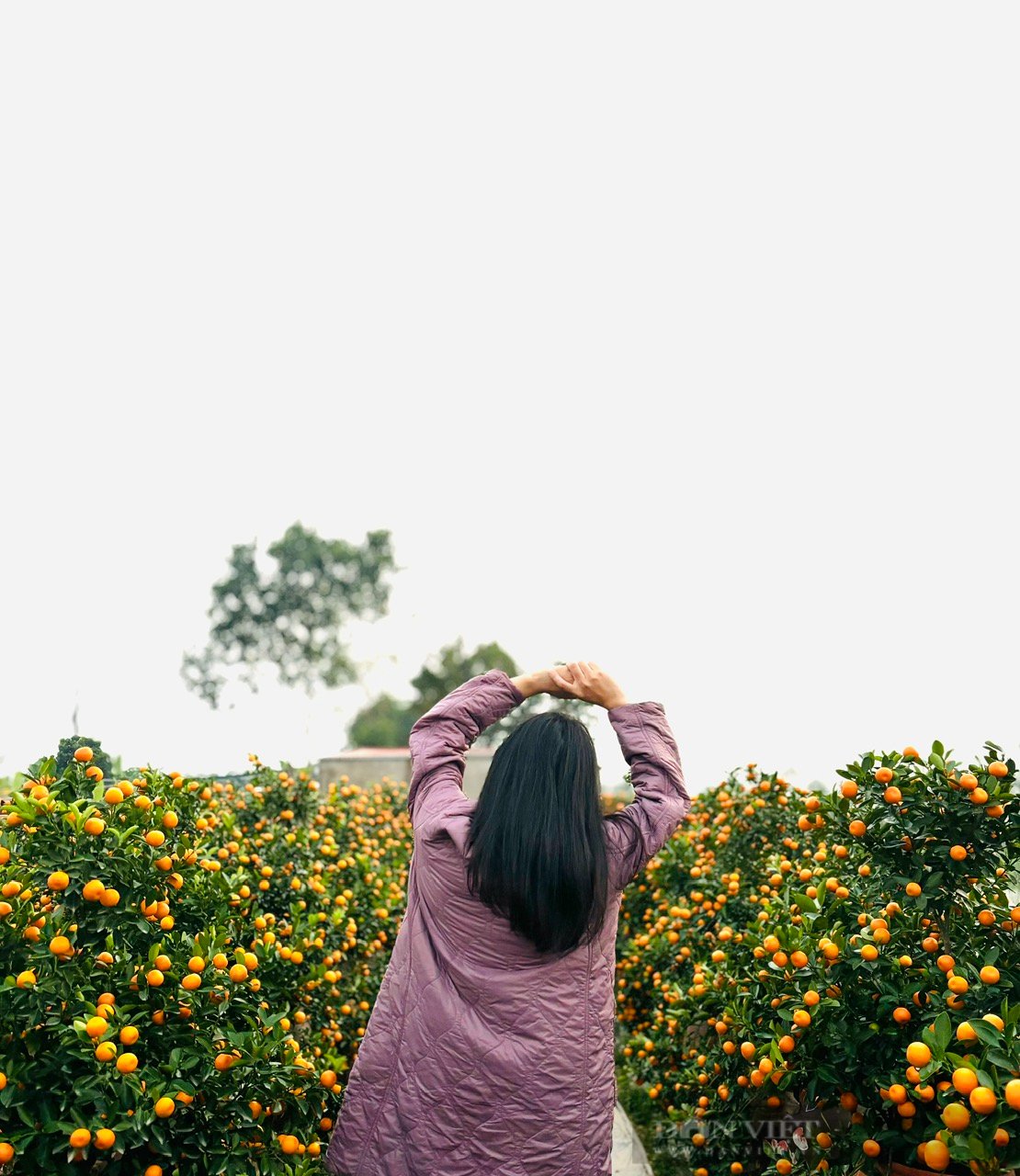 Mới đầu tháng Chạp, nhiều vườn quất ở Thái Bình đã được thương lái đặt cọc gần hết - Ảnh 2.