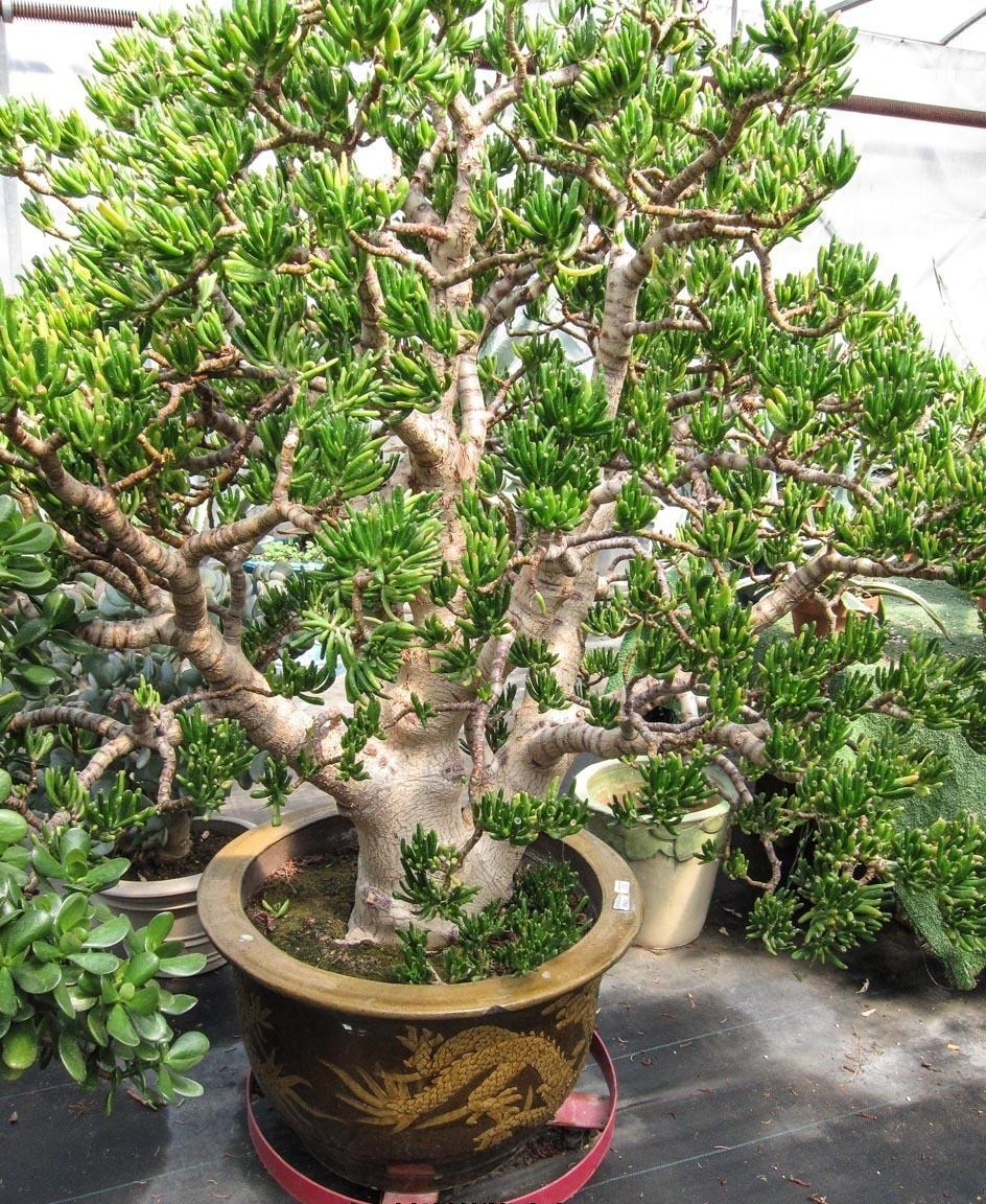 Cây cảnh "mang vàng về nhà", càng già gia đình càng giàu có, Tết trồng 1 cây để cả năm sung túc - Ảnh 1.
