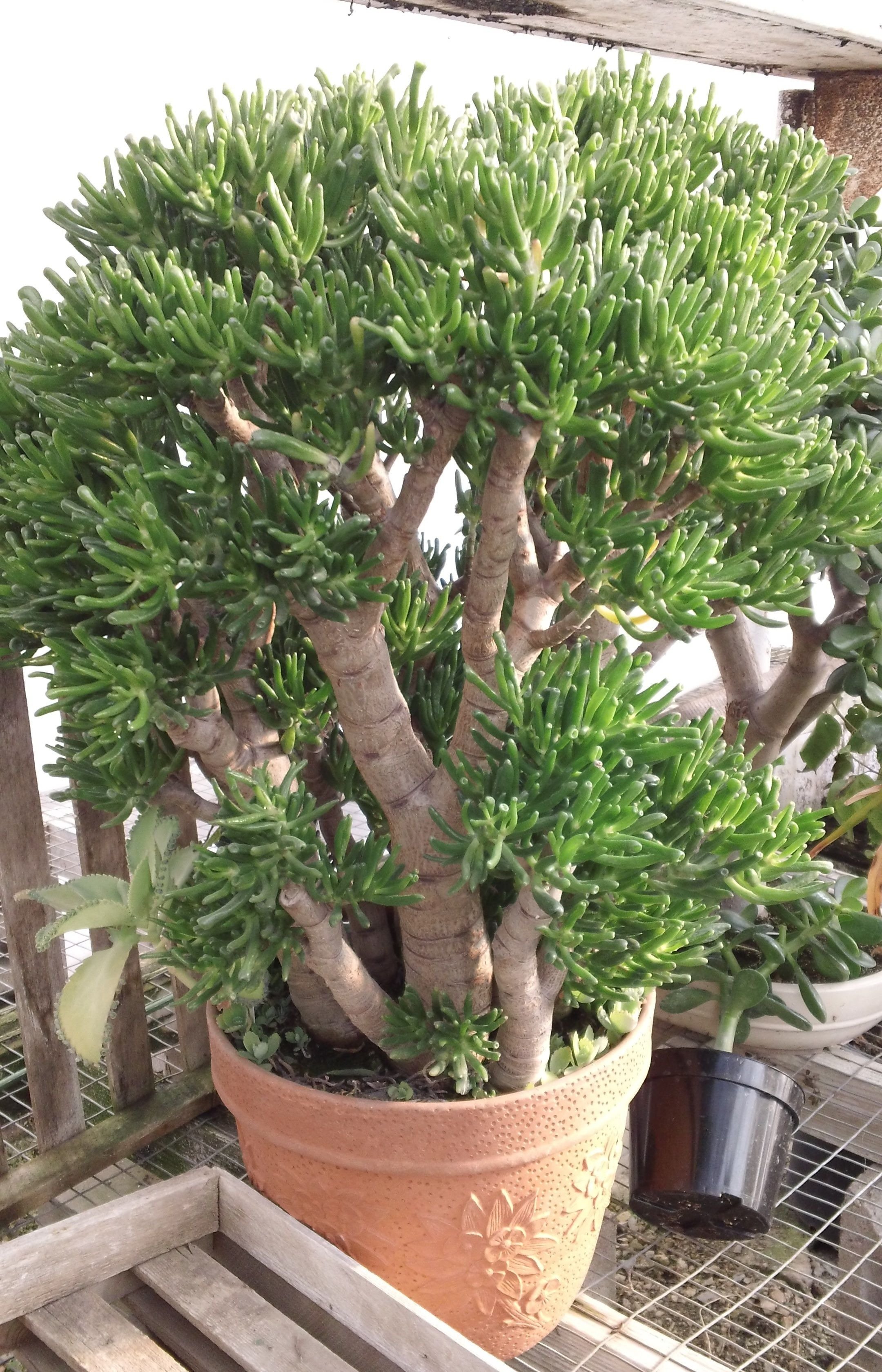 Cây cảnh "mang vàng về nhà", càng già gia đình càng giàu có, Tết trồng 1 cây để cả năm sung túc - Ảnh 4.
