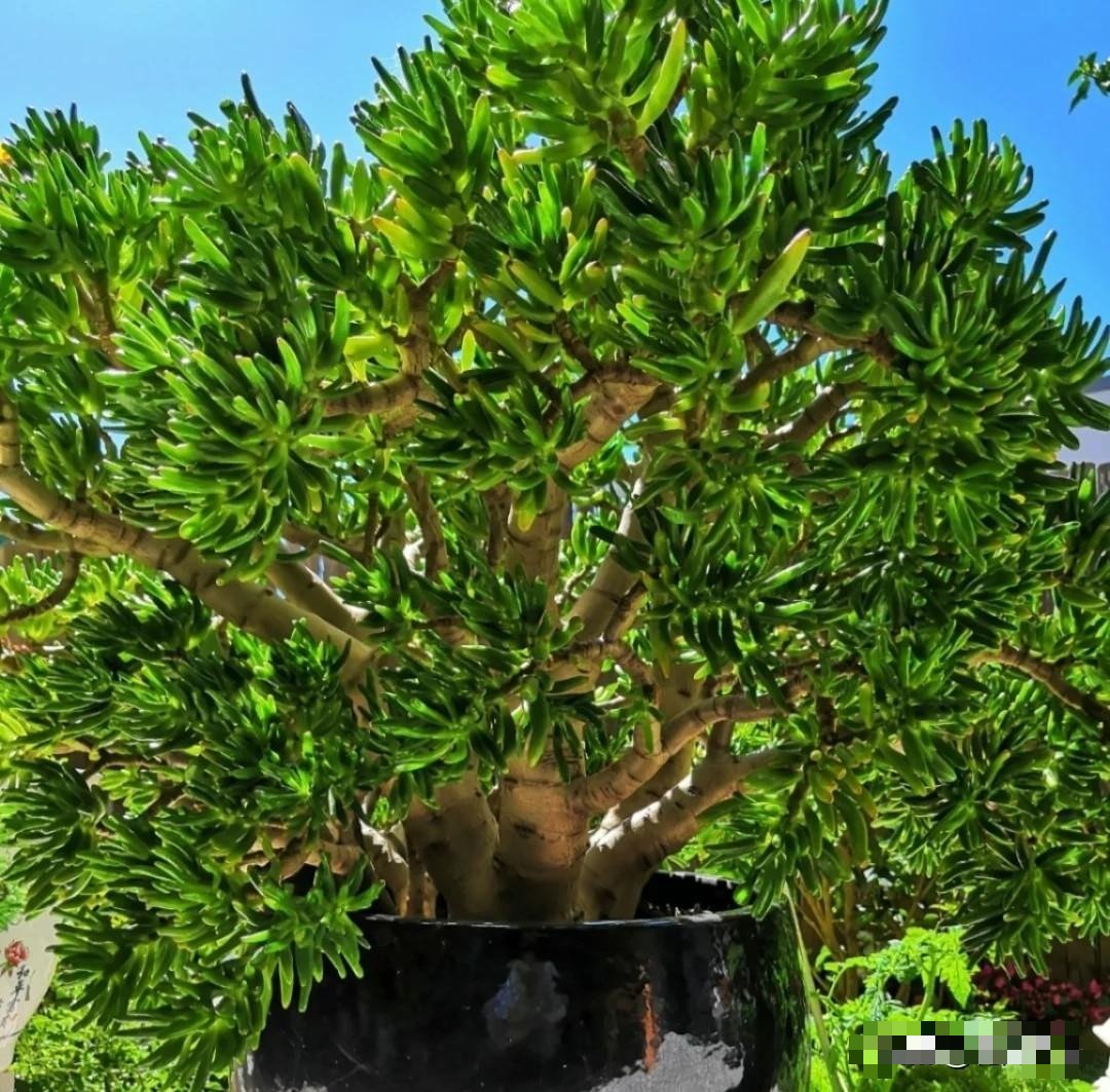 Cây cảnh "mang vàng về nhà", càng già gia đình càng giàu có, Tết trồng 1 cây để cả năm sung túc - Ảnh 7.