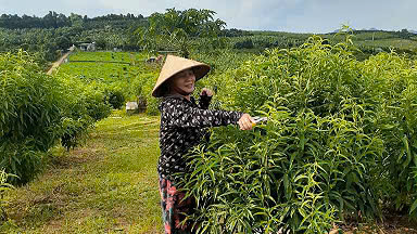 Trồng cây báo hiệu mùa xuân, nông dân Hòa Bình có thu nhập khá - Ảnh 1.