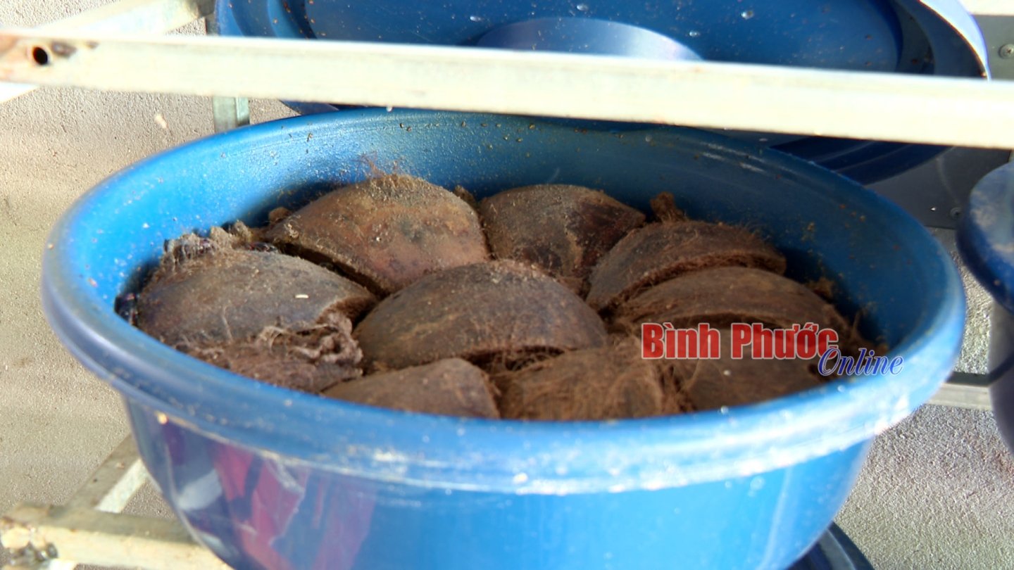 Tăng thu nhập từ nuôi đuông dừa - Ảnh 2.