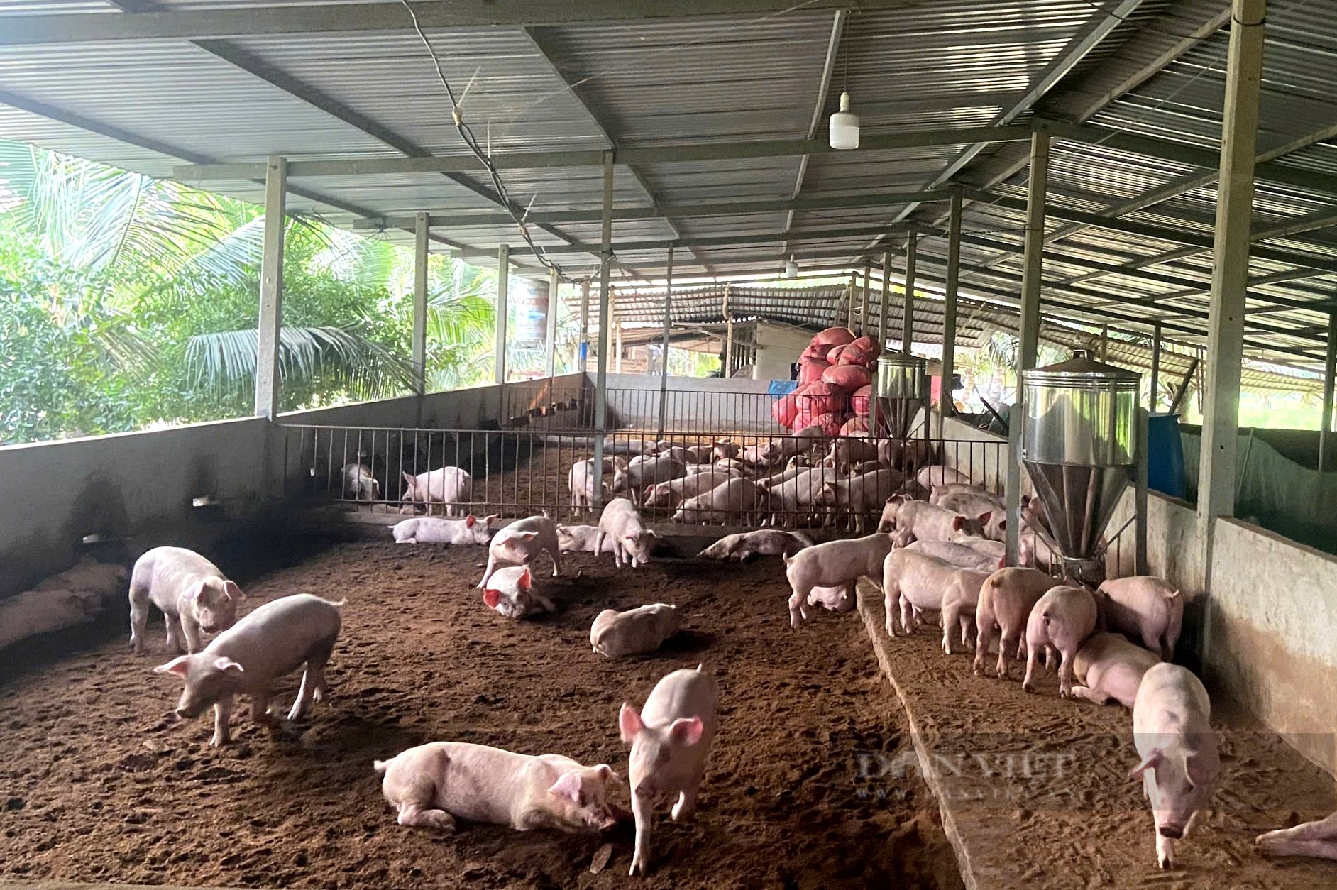 Củ Chi triển khai nhiều mô hình giảm nghèo hiệu quả - Ảnh 1.