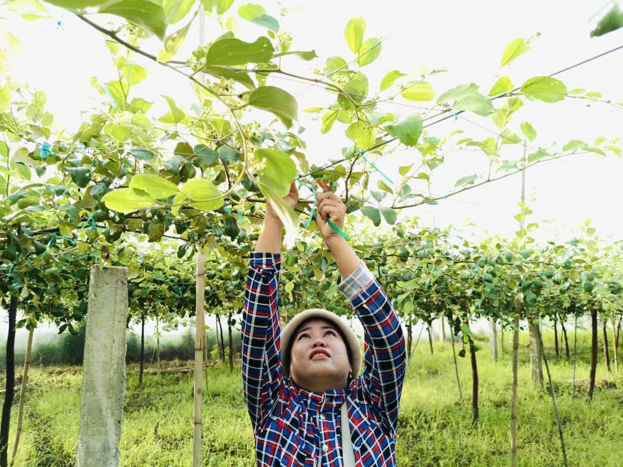 Trồng táo trong nhà lưới, nông dân Bình Thuận được hỗ trợ vốn vay Quỹ HTND  - Ảnh 2.