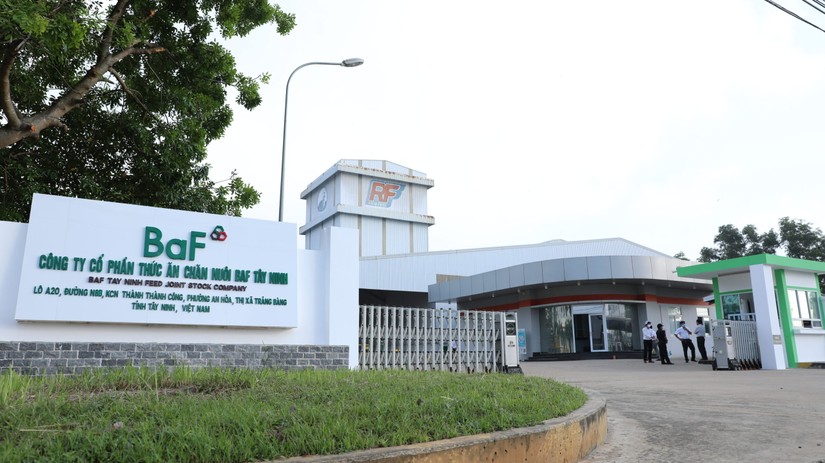 Giá lợn hơi tăng cao, lợi nhuận của "ông lớn" Dabaco tăng 31 lần, BaF tăng 684% - Ảnh 1.