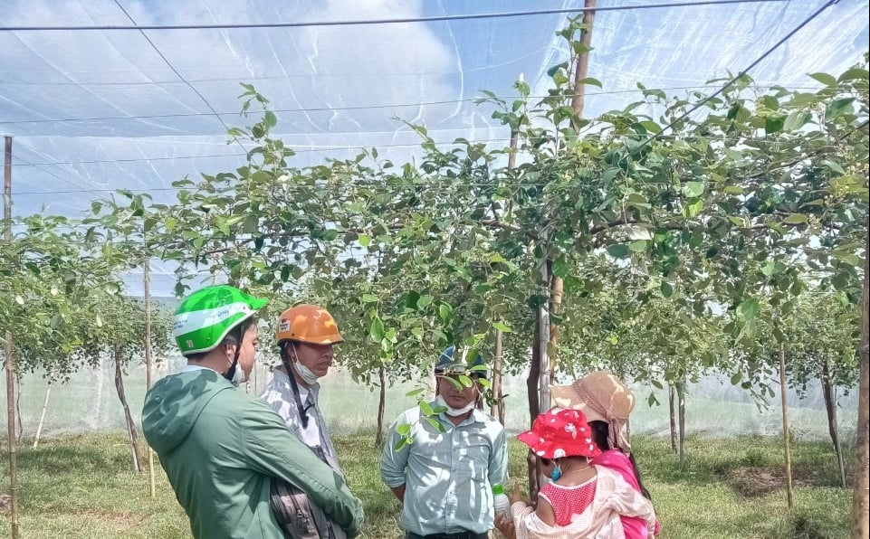 Trồng táo trong nhà lưới, nông dân Bình Thuận được hỗ trợ vốn vay Quỹ HTND  - Ảnh 1.