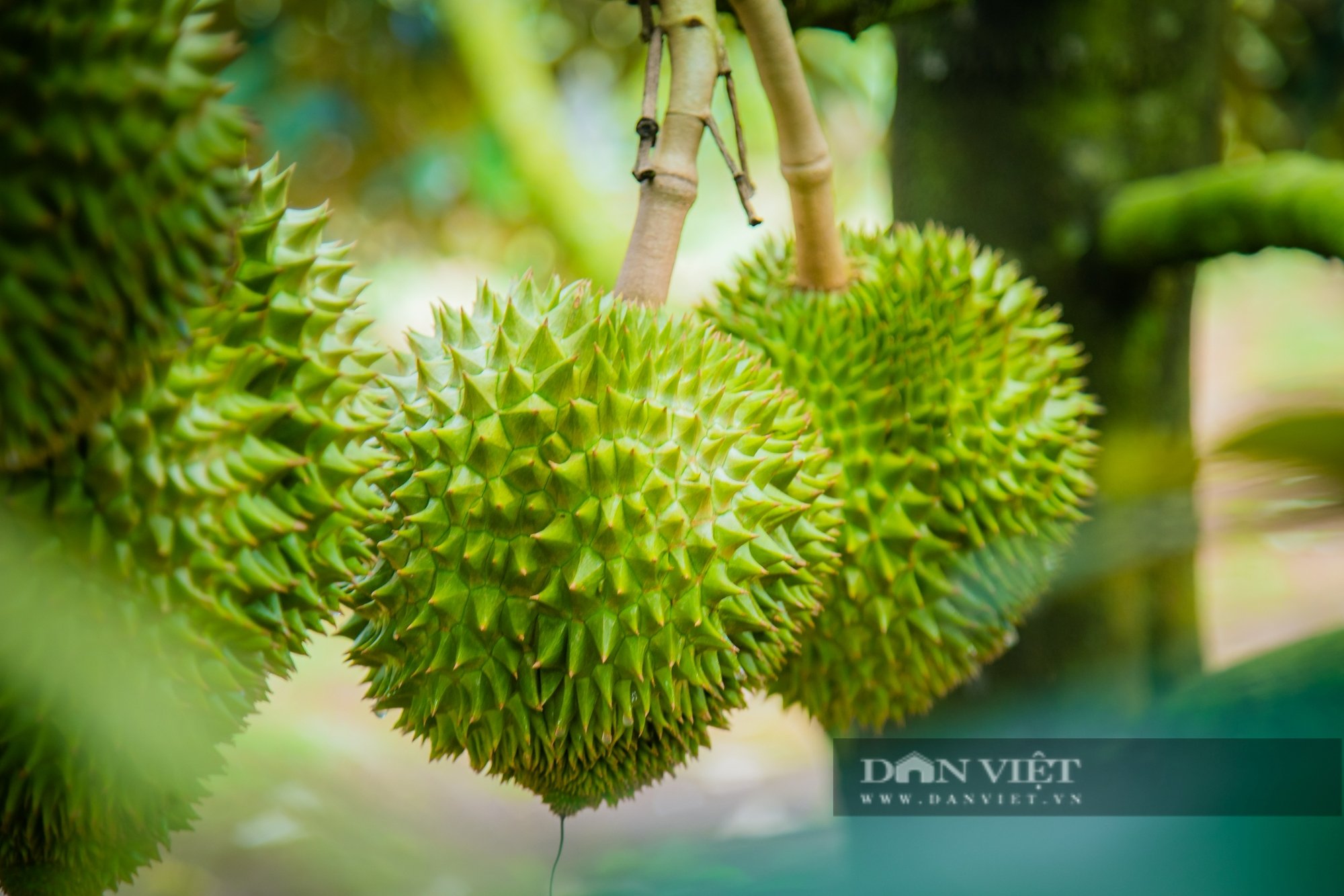 Chủ tịch Hội Nông dân xã ở Đắk Lắk xây dựng mô hình giúp hàng trăm nông dân làm giàu - Ảnh 4.