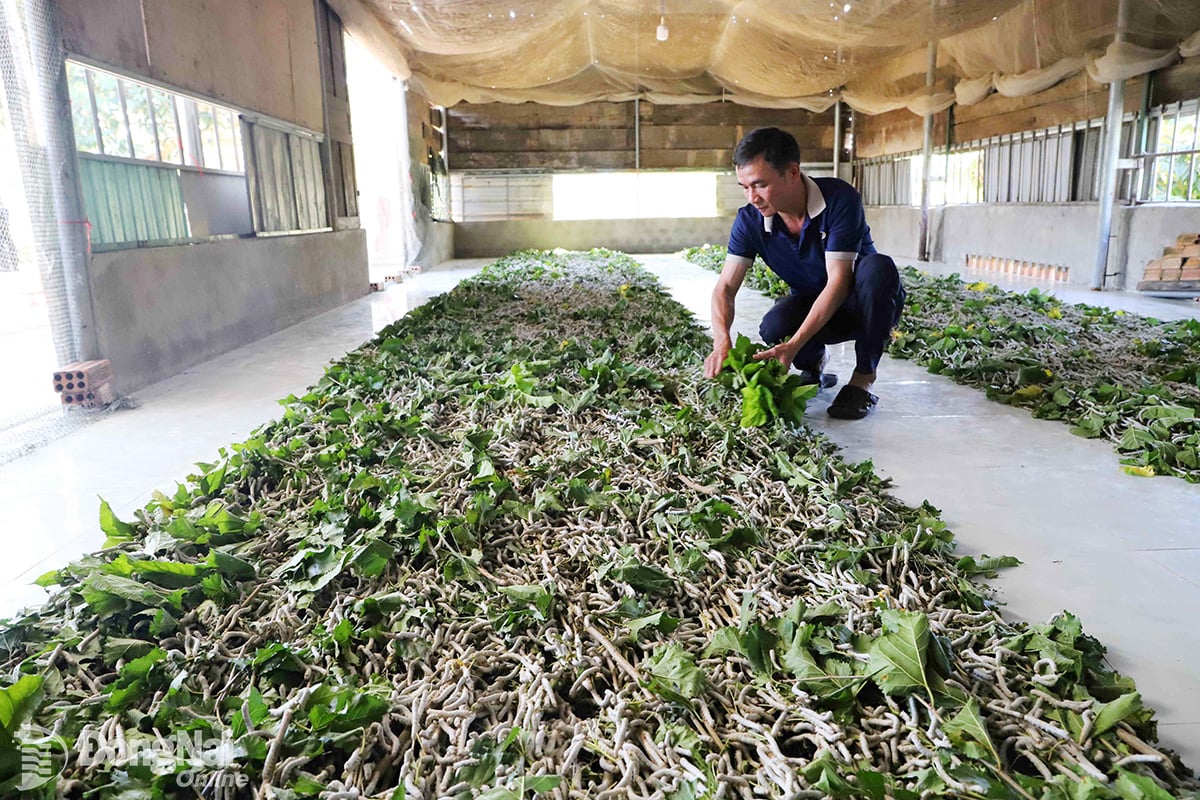 Nghề trồng dâu, nuôi tằm giúp phát triển kinh tế ở xã vùng sâu - Ảnh 1.