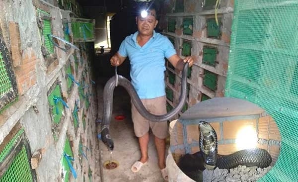Nuôi thành công con động vật kịch độc, anh nông dân Sóc Trăng móc ra con to dài thế này, thu tiền tỷ - Ảnh 1.