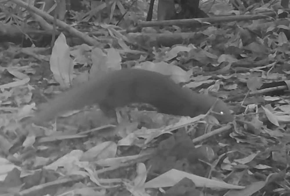 Clip: Nhiều loài động vật quý hiếm xuất hiện trong bẫy ảnh ở Khu Bảo tồn thiên nhiên Kẻ Gỗ- Ảnh 10.