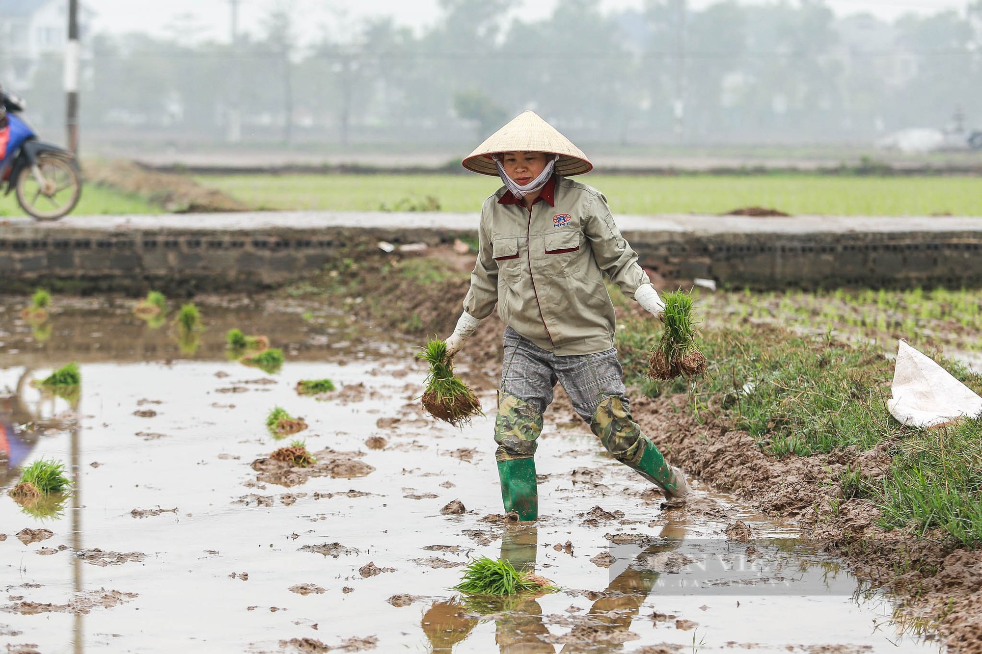 Nông dân ngoại thành Hà Nội mặc áo mưa đi cấy lúa dưới tiết trời lạnh giá- Ảnh 8.