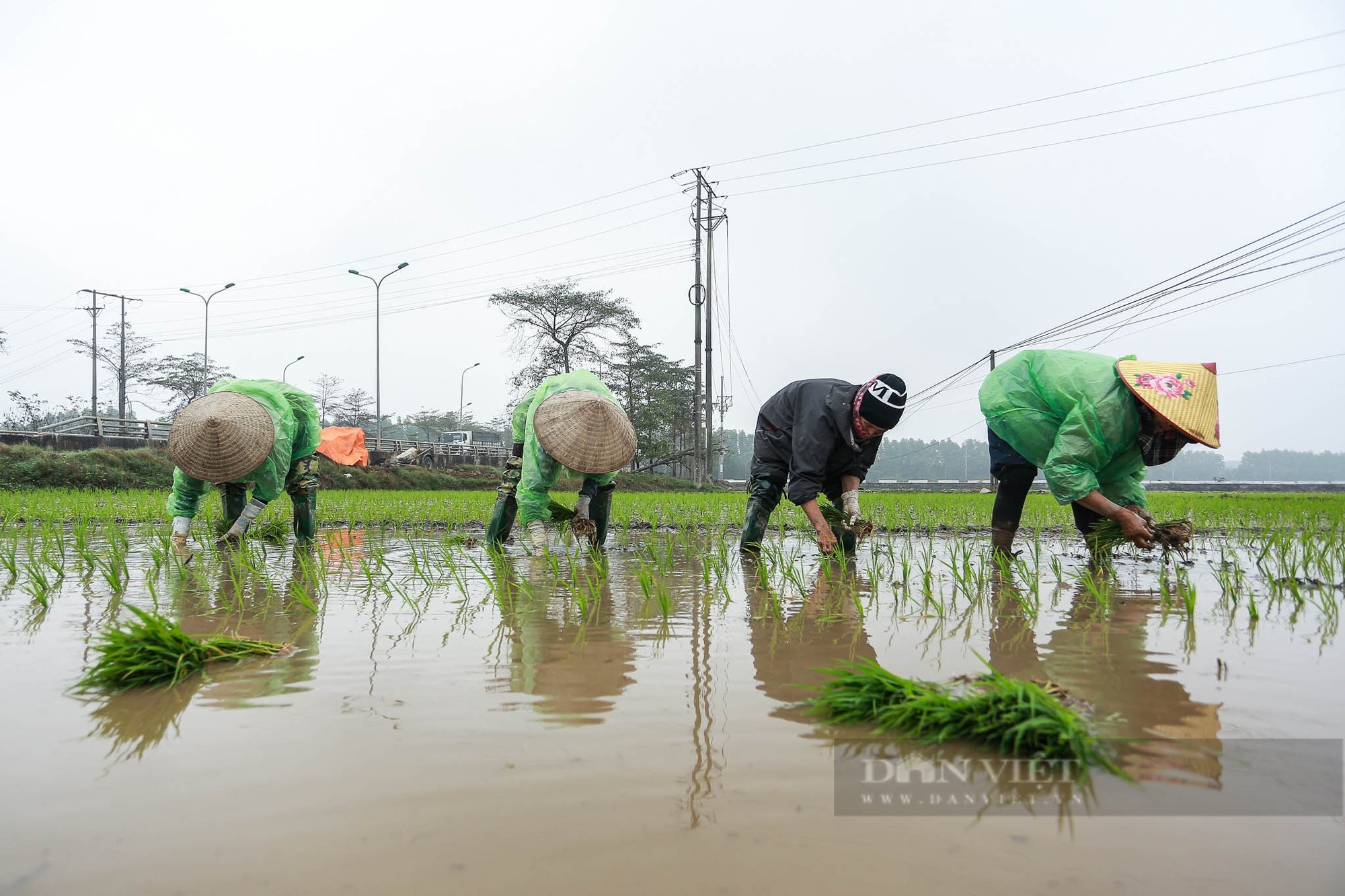 Nông dân ngoại thành Hà Nội mặc áo mưa đi cấy lúa dưới tiết trời lạnh giá- Ảnh 9.