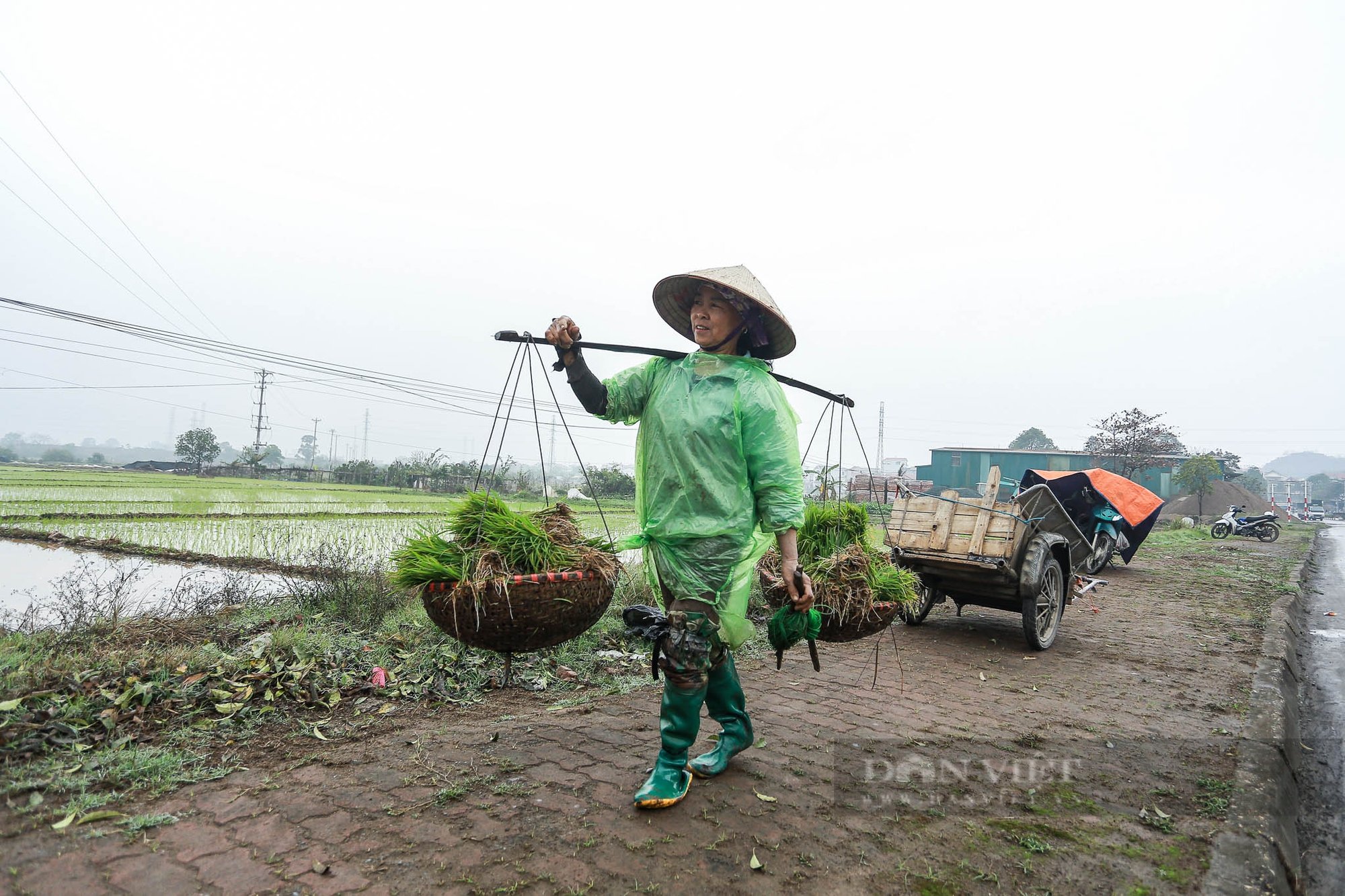 Nông dân ngoại thành Hà Nội mặc áo mưa đi cấy lúa dưới tiết trời lạnh giá- Ảnh 12.