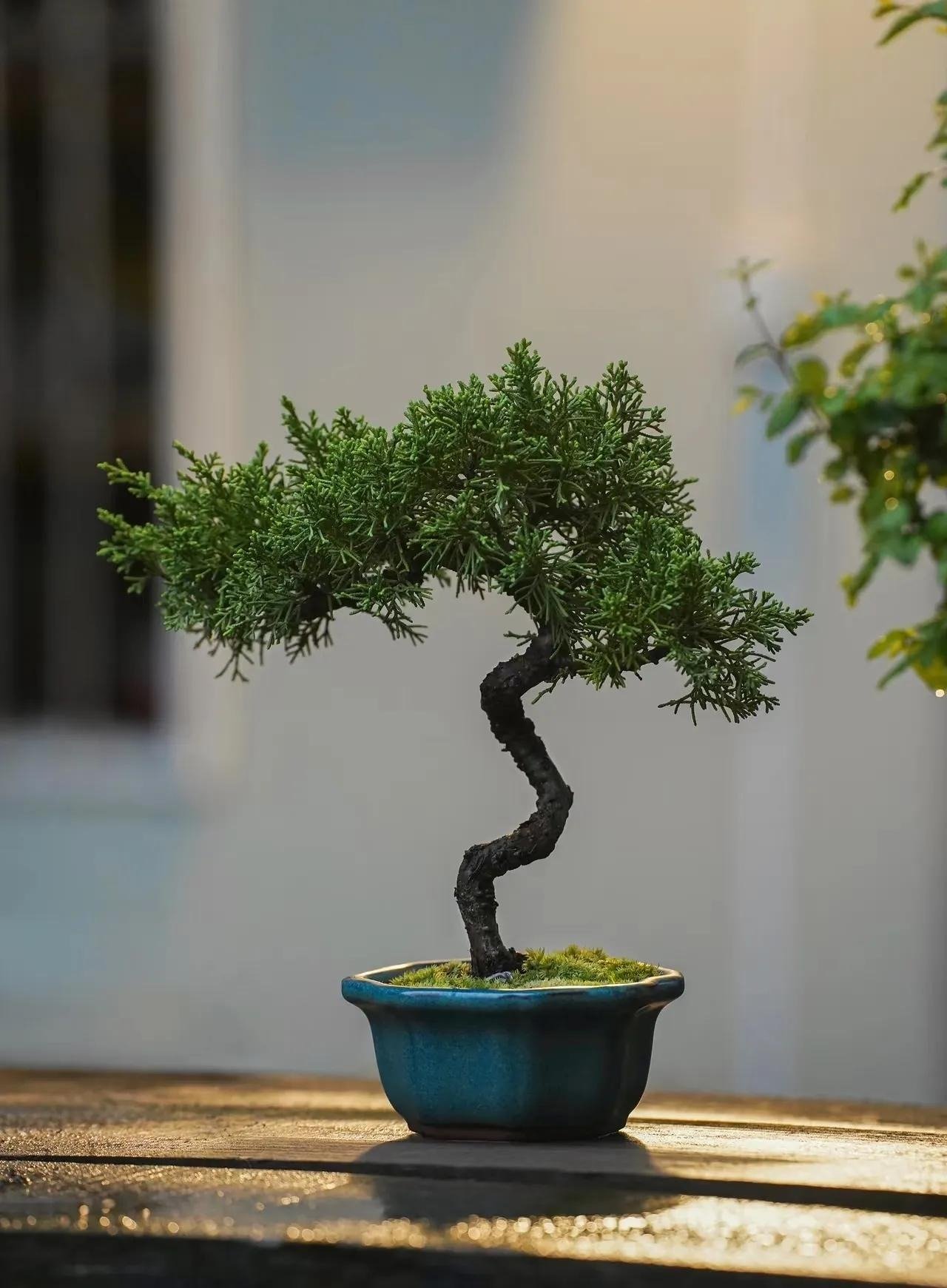 8 cây cảnh "xua đuổi xui xẻo", mang lại bình an, may mắn,  bảo vệ gia đình, năm mới nên trồng - Ảnh 4.