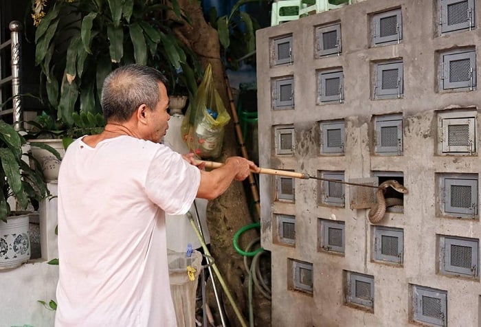 Độc, lạ những ngôi làng người dân "sống chung" với rắn - Ảnh 2.