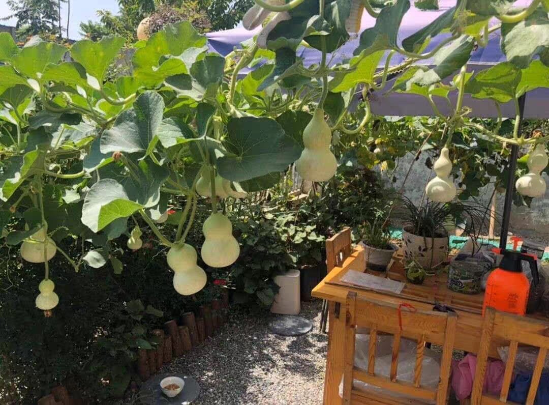 8 cây cảnh "xua đuổi xui xẻo", mang lại bình an, may mắn,  bảo vệ gia đình, năm mới nên trồng - Ảnh 8.