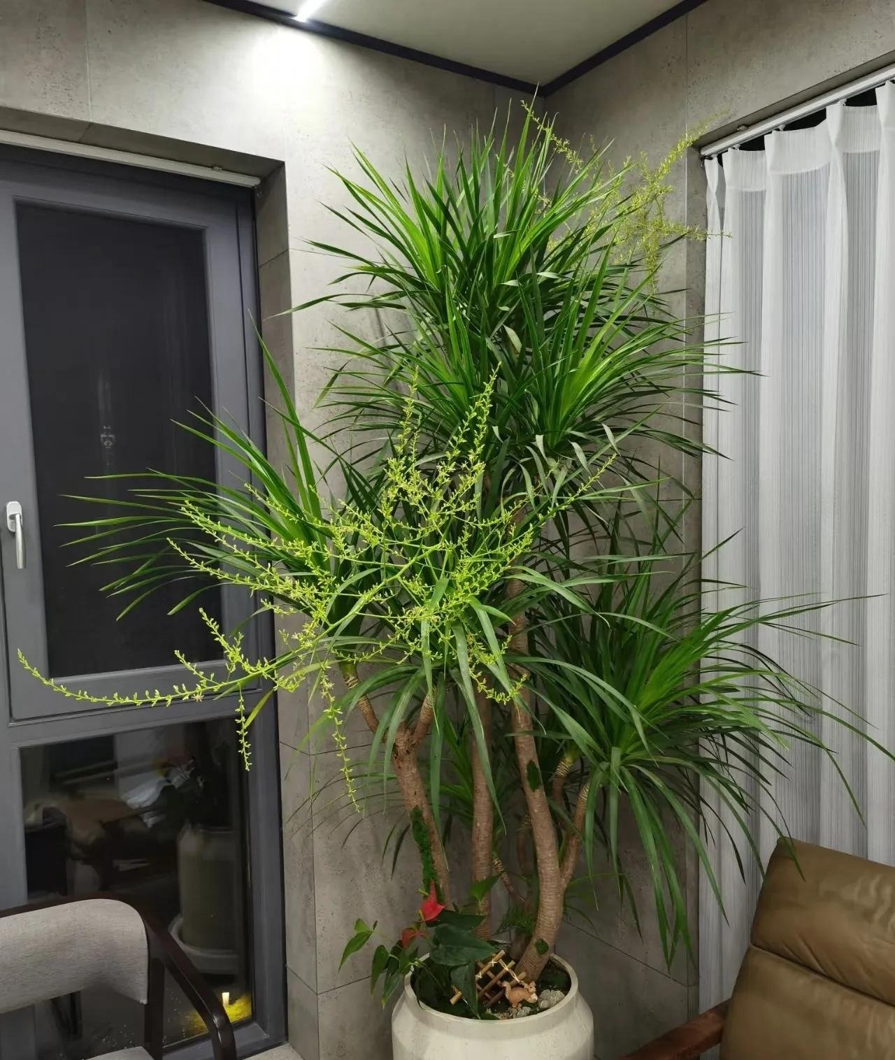 8 cây cảnh "xua đuổi xui xẻo", mang lại bình an, may mắn,  bảo vệ gia đình, năm mới nên trồng - Ảnh 7.
