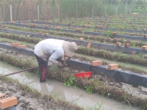 Con đặc sản bình dân này hễ đẻ là đẻ rõ lắm, nuôi thành công ở Hậu Giang, bán hết veo - Ảnh 1.