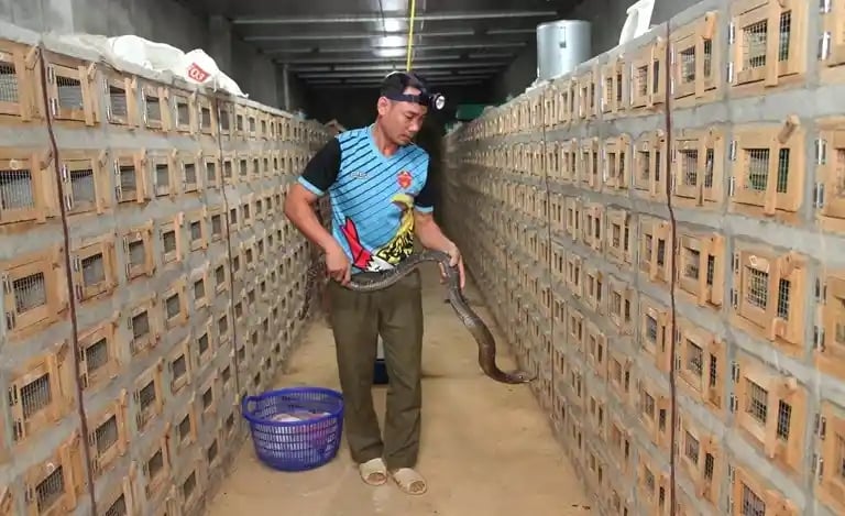 Độc, lạ những ngôi làng người dân "sống chung" với rắn - Ảnh 1.